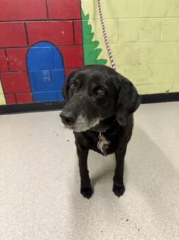 Labrador Retriever Dogs Available for Adoption in Indianapolis, Indiana - VENUS | PetCurious