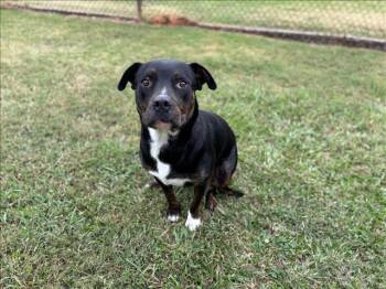 Rescue Pit Bull Terrier and Mixed Breed Dogs for Adoption in Grovetown, Georgia - MAGGIE | PetCurious