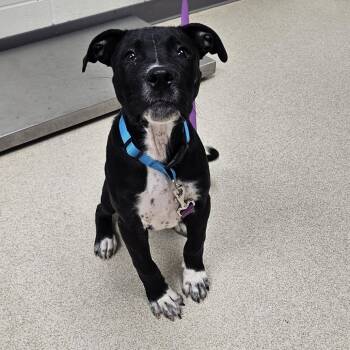 Pit Bull Terrier and Mixed Breed Dogs Available for Adoption in Evansville, Indiana - Milo | PetCurious