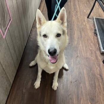 Rescue Husky and German Shepherd Dog Dogs for Adoption in Albemarle, North Carolina - Chance | PetCurious