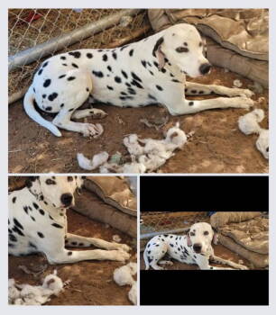 Rescue Dalmatian Dogs for Adoption in Colorado Springs, Colorado - Lance | PetCurious
