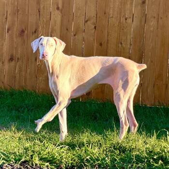 Pinky -  Doberman Pinscher Dog for Adoption in Chico, California - Pinky | PetCurious