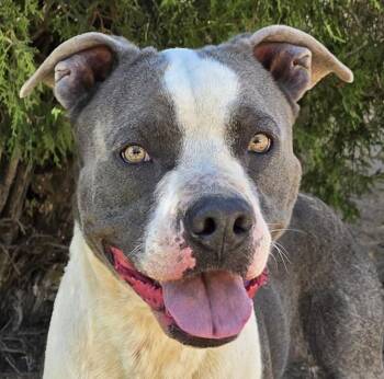 Talented Mr Thor - LOADS of Love -  American Staffordshire Terrier Dog for Adoption in North Valley, New Mexico - Talented Mr Thor - LOADS Of Love | PetCurious