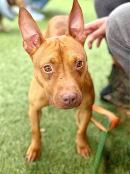 Rescue Pit Bull Terrier Dogs for Adoption in San Francisco, California - Hope | PetCurious