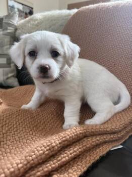 Juniper -  Shih Tzu and Poodle Dog for Adoption in Wake Forest, North Carolina - Juniper | PetCurious