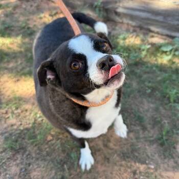 Moe -  Chihuahua and Mixed Breed Dog for Adoption in Kanab, Utah - Moe | PetCurious