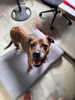 Rescue Pit Bull Terrier Dogs for Adoption in Camden, Tennessee - Chickie | PetCurious