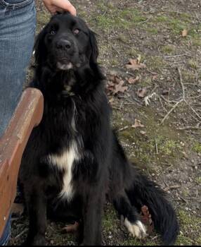 Great Pyrenees and Black Labrador Retriever Dogs Available for Adoption - Holley | PetCurious