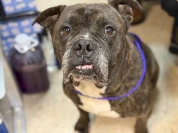 Boxer and Mixed Breed Dogs Available for Adoption in Tulsa, Oklahoma - FUEGO | PetCurious