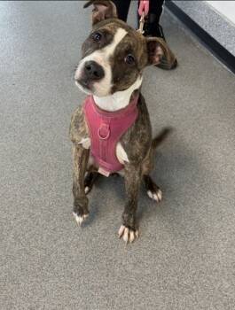 Rescue Mixed Breed Dogs for Adoption in West Chester, Pennsylvania - Morris | PetCurious
