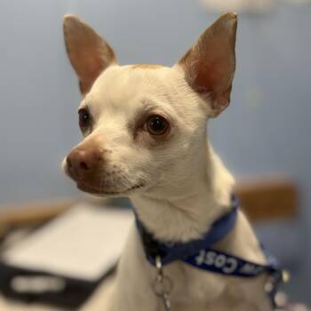 Amigo -  Chihuahua Dog for Adoption in Redwood Valley, California - Amigo | PetCurious