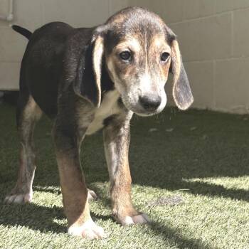 Hazel 2468 -  Coonhound Dog for Adoption in Loxahatchee Groves, Florida - Hazel 2468 | PetCurious