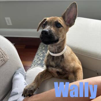Wally -  Hound and Mixed Breed Dog for Adoption in Ellicott City, Maryland - Wally | PetCurious