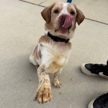 Mr. Walrus -  Mixed Breed Dog for Adoption in Naperville, Illinois - Mr. Walrus | PetCurious