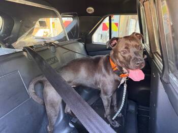 Beautiful -  Mixed Breed Dog for Adoption in Highland Village, Texas - Beautiful | PetCurious