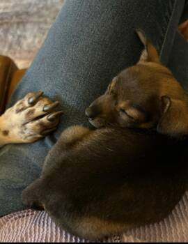 Lindsey -  Chihuahua Dog for Adoption in Grafton, Wisconsin - Lindsey | PetCurious