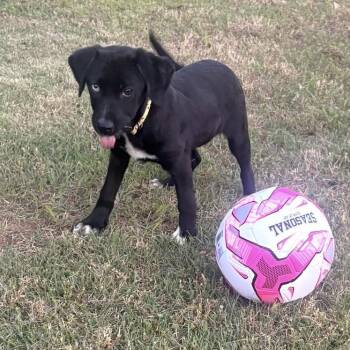 Labrador Retriever and Beagle Dogs Available for Adoption in Warrior, Alabama - Cali | PetCurious
