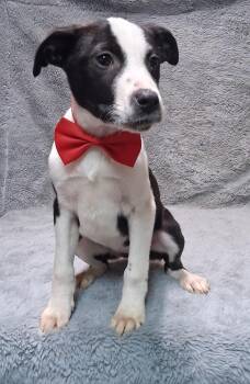 Labrador Retriever Dogs Available for Adoption - Thea | PetCurious