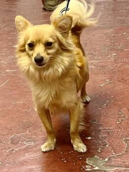 TOBY -  Pomeranian Dog for Adoption in Jefferson, Louisiana - TOBY | PetCurious