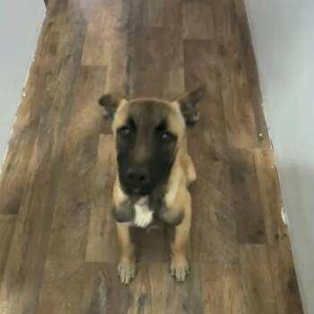 Ixtel -  Belgian Shepherd Malinois Dog for Adoption in San Diego, California - Ixtel | PetCurious