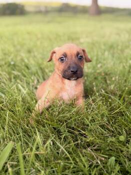 Sinead -  Mixed Breed Dog for Adoption in Gradyville, Kentucky - Sinead | PetCurious