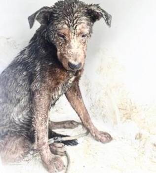 German Shepherd Dog and Mixed Breed Dogs Available for Adoption in Houston, Texas - A654952 | PetCurious