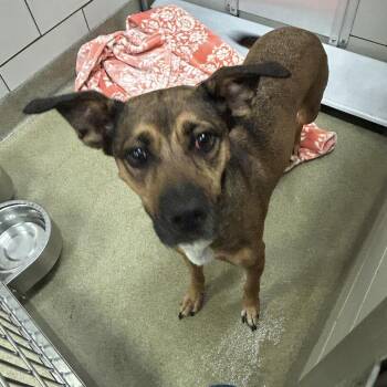 Roxy Andrews -  Shepherd and Mixed Breed Dog for Adoption in Nashville, Tennessee - Roxy Andrews | PetCurious