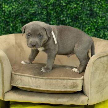 Harris -  Pit Bull Terrier and Labrador Retriever Dog for Adoption in East St. Louis, Illinois - Harris | PetCurious