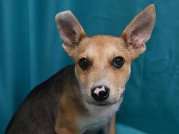 Cricket -  German Shepherd Dog and Mixed Breed Dog for Adoption in Portland, Oregon - Cricket | PetCurious