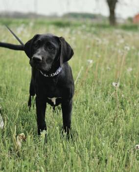 Labrador Retriever and Great Dane Dogs Available for Adoption in New London, Wisconsin - Smoke | PetCurious