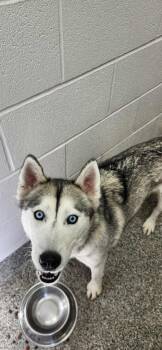 Rescue Husky Dogs for Adoption in Van Wert, Ohio - Claritin | PetCurious