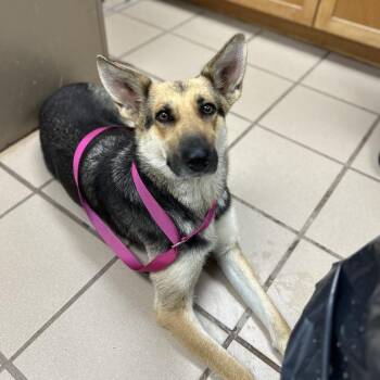German Shepherd Dog Dogs Available for Adoption in Starkville, Mississippi - Cari | PetCurious