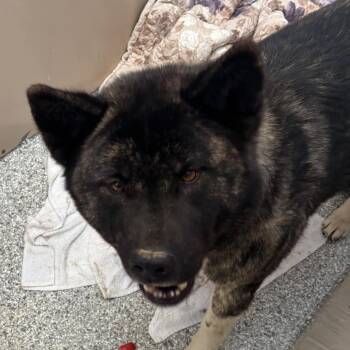Akita and Mixed Breed Dogs Available for Adoption in Taos, New Mexico - Mocha | PetCurious