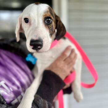 Beagle and Mixed Breed Dogs Available for Adoption in Campton Hills, Illinois - Rocky | PetCurious