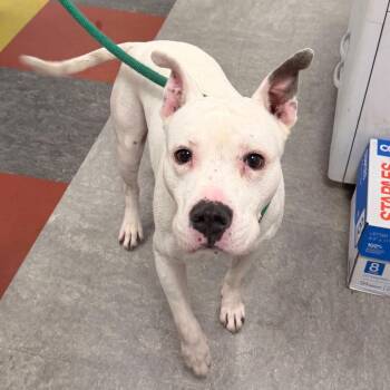 Coconut -  Mixed Breed Dog for Adoption in Philadelphia, Pennsylvania - Coconut | PetCurious