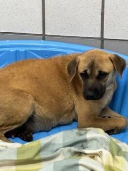 Retriever and Mixed Breed Dogs Available for Adoption in El Paso, Texas - 60912961 | PetCurious