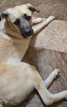 Anatolian Shepherd and Great Pyrenees Dogs Available for Adoption - Sheba | PetCurious