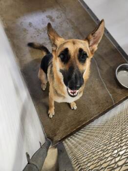 German Shepherd Dog Dogs Available for Adoption in Belton, Texas - Simi** | PetCurious