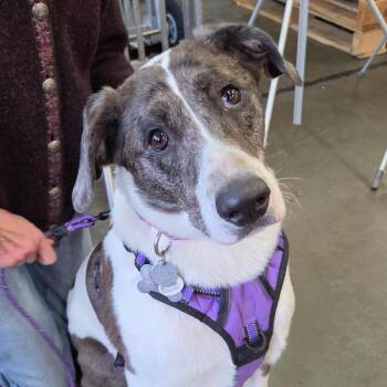 Poppy -  Catahoula Leopard Dog Dog for Adoption in Redmond, Washington - Poppy | PetCurious