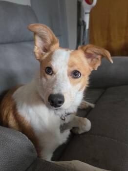 Australian Cattle Dog Blue Heeler Dogs Available for Adoption in Pasco, Washington - Ruby Jo | PetCurious