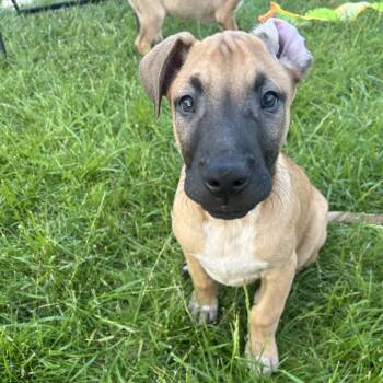 Mixed Breed Dogs Available for Adoption in Wheeling, Illinois - Ranch | PetCurious