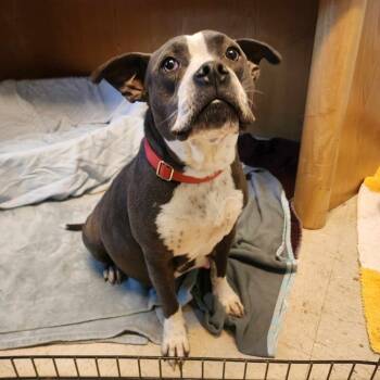 Rescue Terrier and English Bulldog Dogs for Adoption in Austin, Texas - Blanche | PetCurious