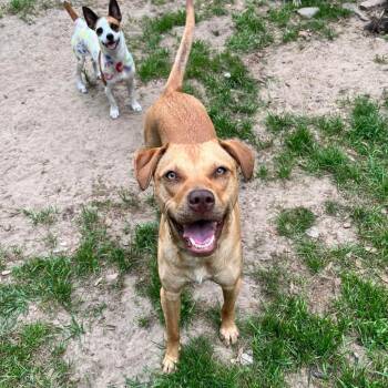 Labrador Retriever and Mixed Breed Dogs Available for Adoption - Margot | PetCurious