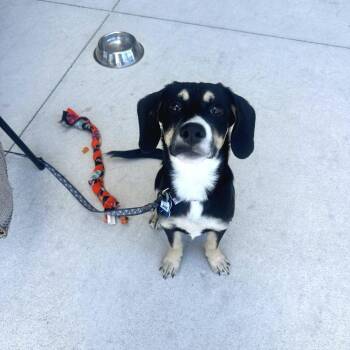 Jamie -  Spaniel Dog for Adoption in Wake Forest, North Carolina - Jamie | PetCurious