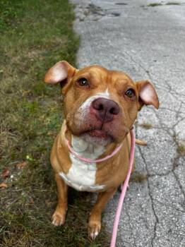 MJ -  Pit Bull Terrier Dog for Adoption in Saint Charles, Missouri - MJ | PetCurious
