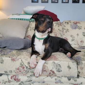 Max 1 -  American Staffordshire Terrier Dog for Adoption in Mico, Texas - Max 1 | PetCurious