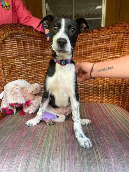 Kilmore -  Mixed Breed Dog for Adoption in Berwick, Maine - Kilmore | PetCurious