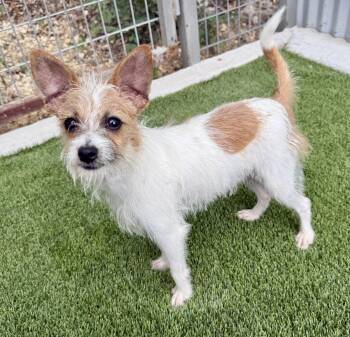 Hook - scruffy 7 lb terrier mix -  Chihuahua and Terrier Dog for Adoption in Hondo, Texas - Hook - Scruffy 7 Lb Terrier Mix | PetCurious