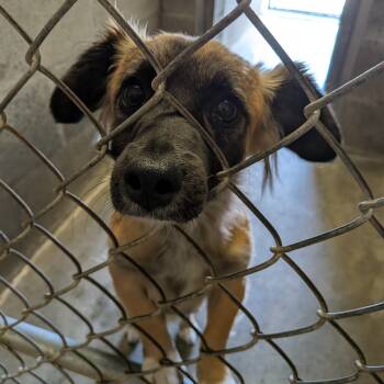 Dachshund and Chihuahua Dogs Available for Adoption in Hermiston, Oregon - Loki  | PetCurious