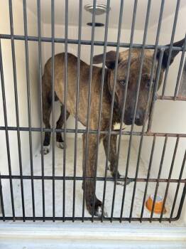 Pit Bull Terrier Dogs Available for Adoption in Mobile, Alabama - Cowboy Bob | PetCurious